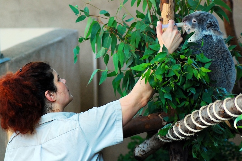Foundation Year Becoming a Zoologist